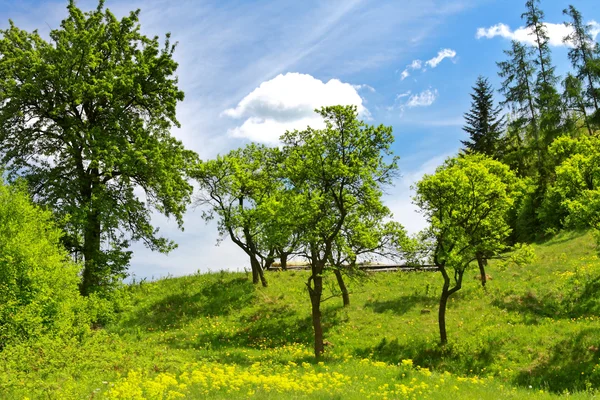 Pomar - árvores de primavera — Fotografia de Stock