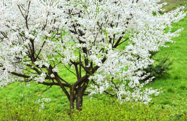 Çiçek açan Ağaç