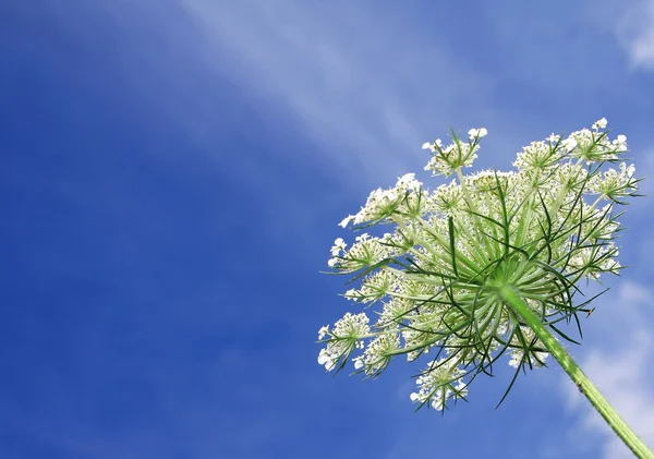 Mavi gökyüzünde bitki — Stok fotoğraf