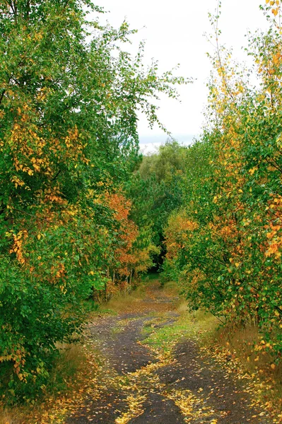 Πάρκο πολύχρωμο δρομάκι το φθινόπωρο — Φωτογραφία Αρχείου