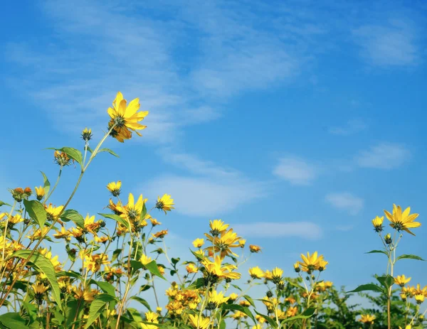 Stock image Colorful autumn flowers in blue sky