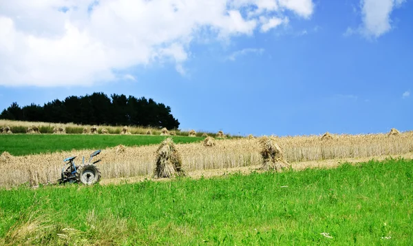 Сельскохозяйственное пшеничное поле — стоковое фото