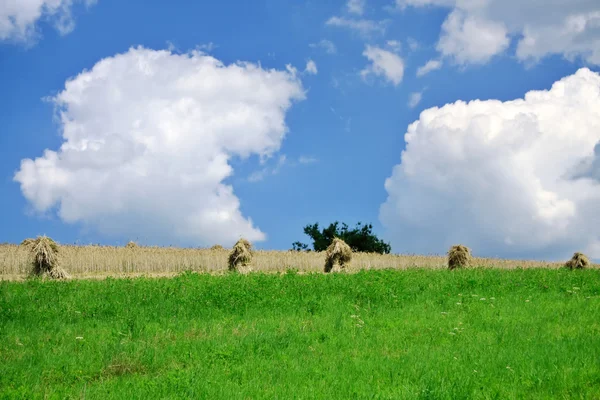 Літнє зелене поле і гори — стокове фото