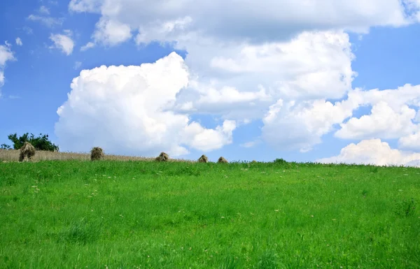 Sommaren gröna fält — Stockfoto