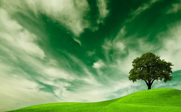 Gröna natur, ek träd i ett fält — Stockfoto
