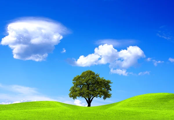 グリーン フィールドのオークの木 — ストック写真