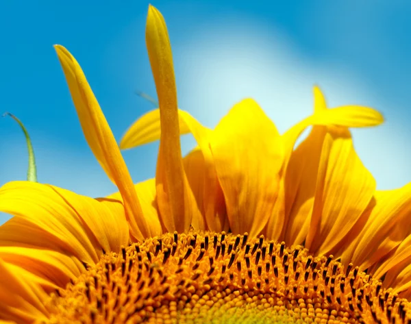 Mooie zonnebloem close-up — Stockfoto