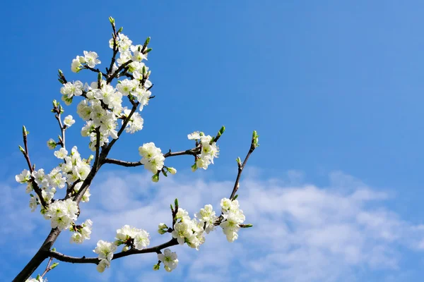 Ramo de flor de cereja — Fotografia de Stock