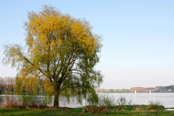 树和夏天湖 — 图库照片