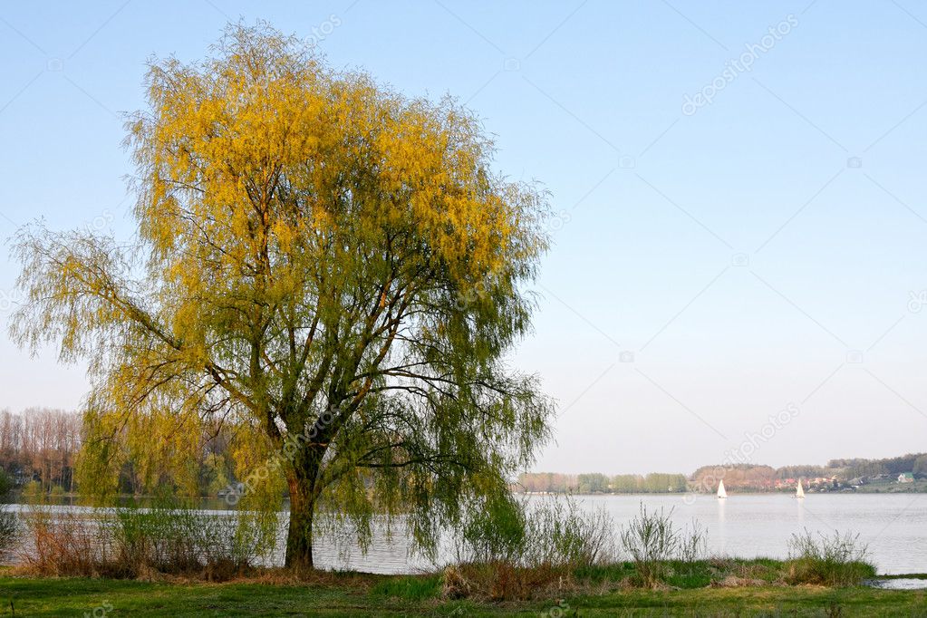Tree and summer lake