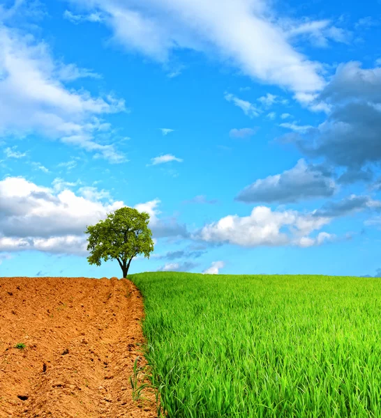 Lente landschap, de boom en de blauwe hemel — Stockfoto