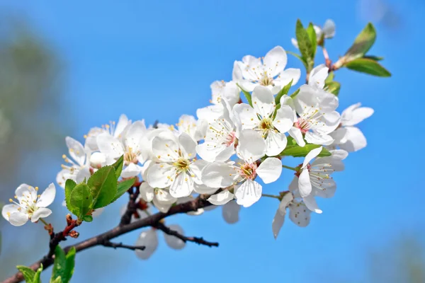 Árvore de maçã, ramo de flores brancas — Fotografia de Stock