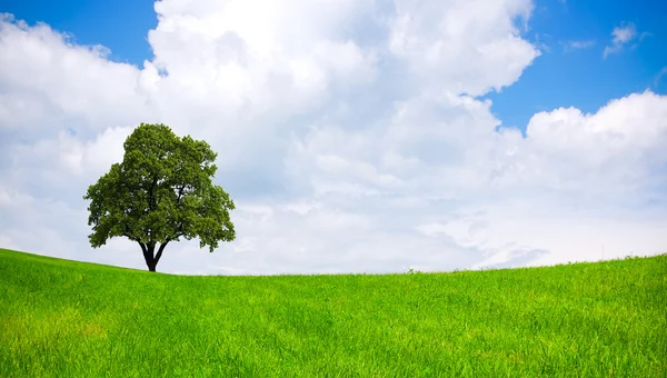 Tree on green field — Stock Photo, Image