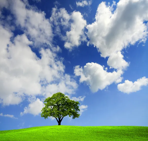 Зеленое дерево в поле — стоковое фото