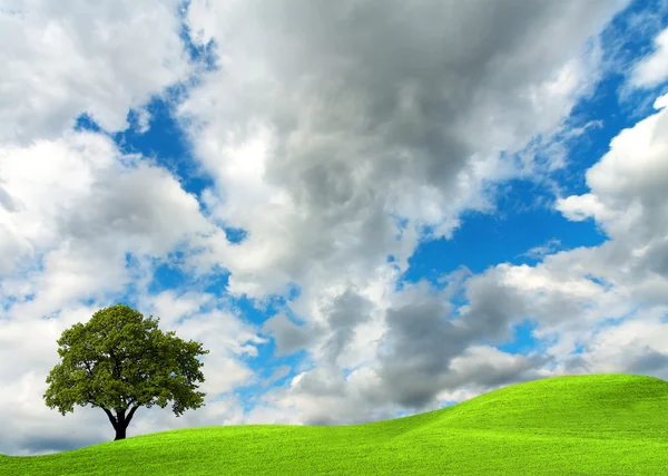 Bulutlu gökyüzü üzerinde meşe ağacı — Stok fotoğraf
