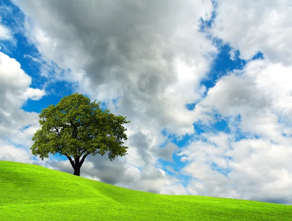 Träd på gröna fält — Stockfoto
