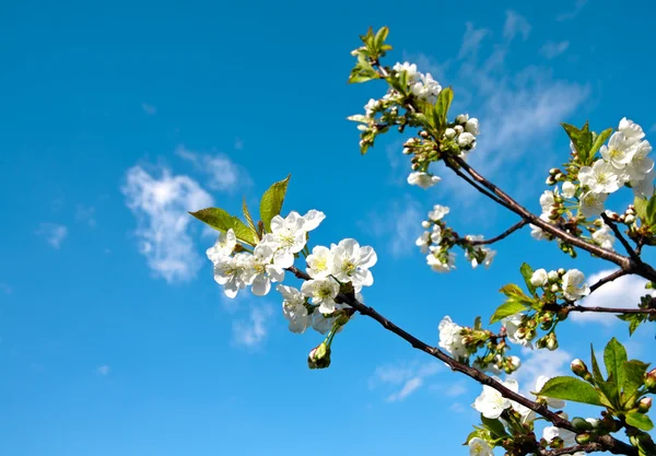 Apple květ — Stock fotografie