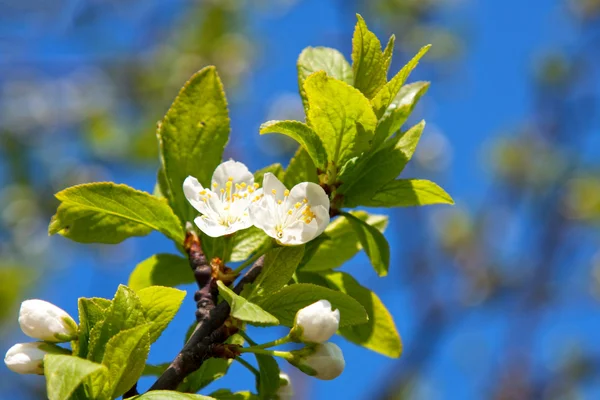 Virágos almafa — Stock Fotó
