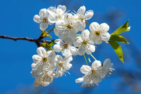 Springtime blossom — Stock Photo, Image