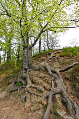 Old tree in the mountain clipart