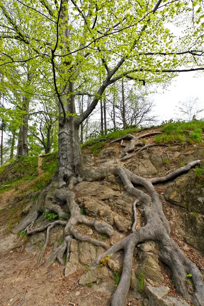 Старе дерево в горі — стокове фото