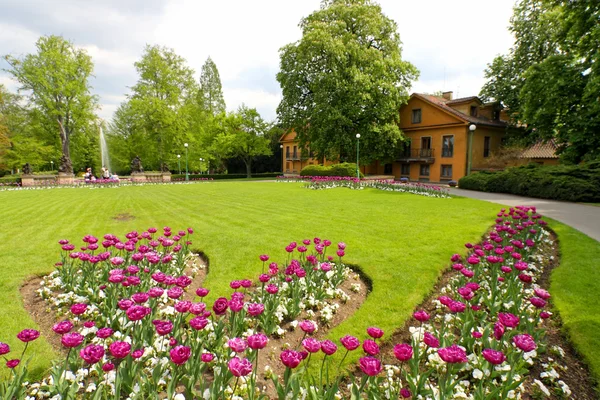 在公园里，布拉格的郁金香 — 图库照片