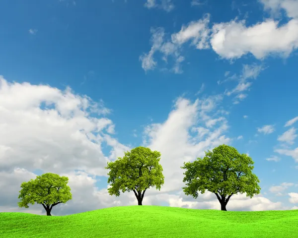 Bir alandaki yeşil ağaçlar — Stok fotoğraf