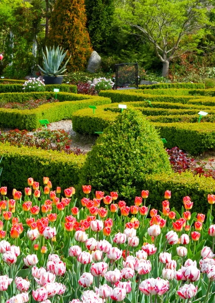 Pola tulipanów sceniczny — Zdjęcie stockowe