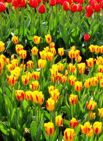 Belles fleurs printanières — Photo