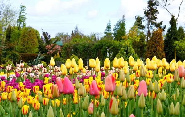 Floreros coloridos con tulipanes — Foto de Stock
