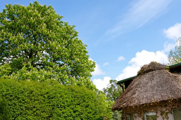 Gartenhaus und blühende Kastanien — Stockfoto
