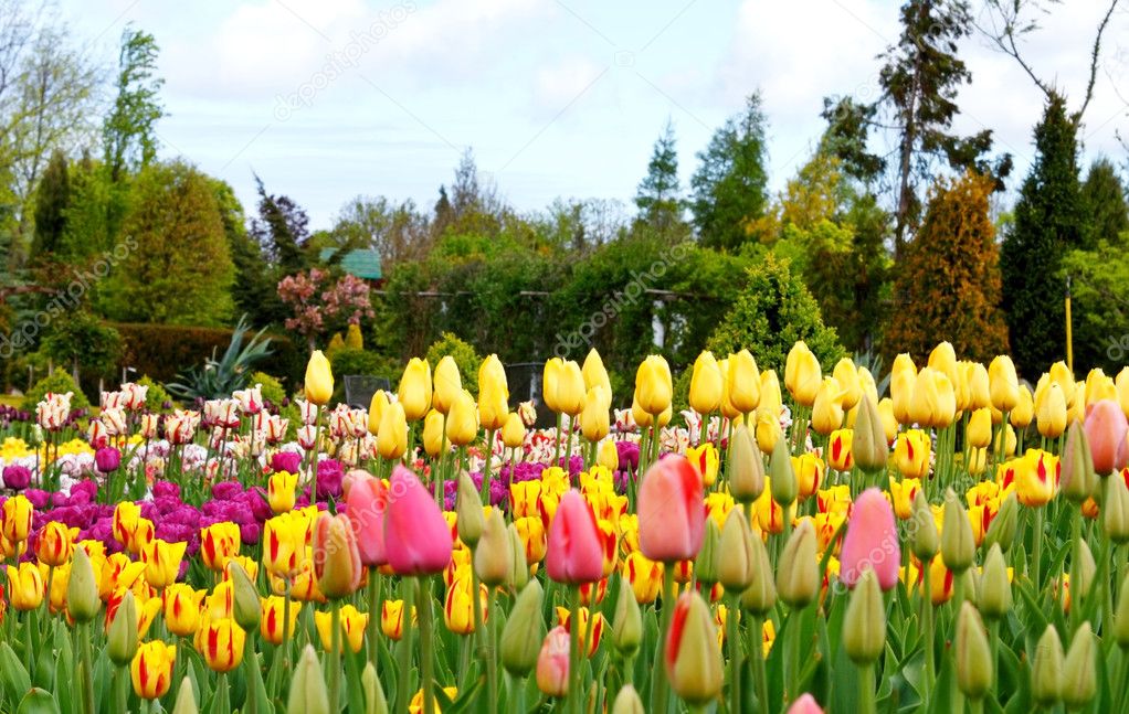 Colorful flowerbeds with tulips