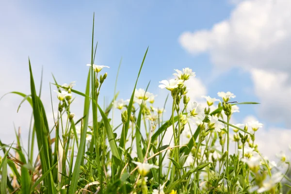 Tavaszi virág, zöld fű — Stock Fotó