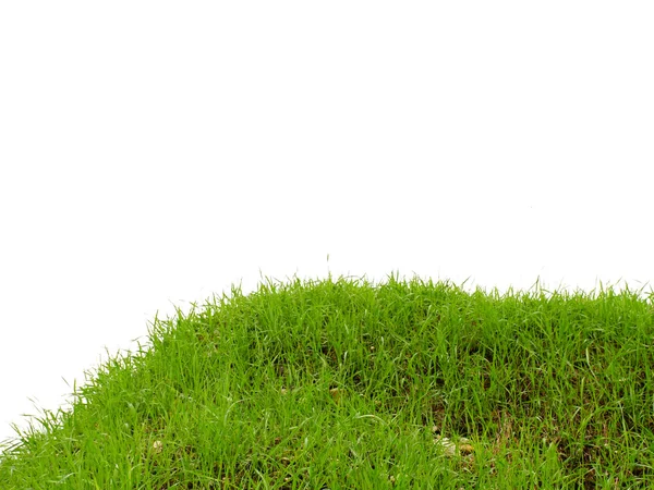 Πράσινο γρασίδι σε λευκό φόντο — Φωτογραφία Αρχείου