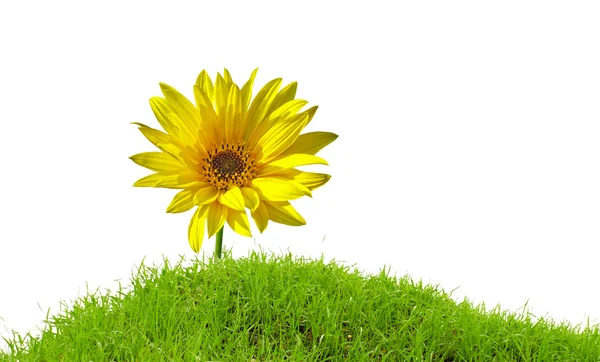 绿色草地上，孤立的黄色花 — 图库照片