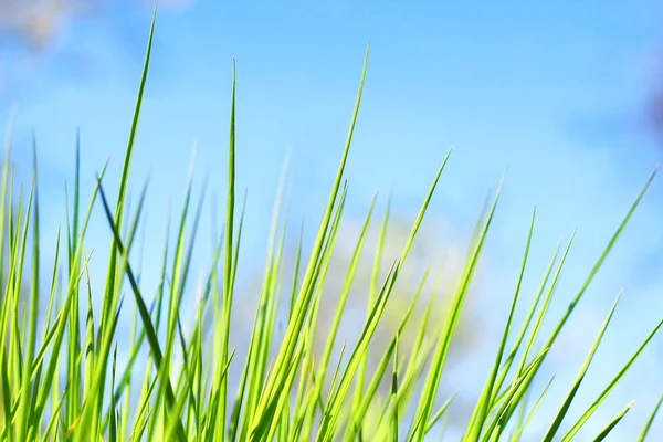 Zelené trávy na modré obloze — Stock fotografie