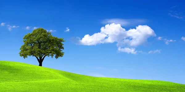 Grüne Landschaft — Stockfoto