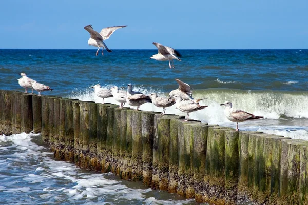 Sea piers and seaguls — Stock Photo, Image