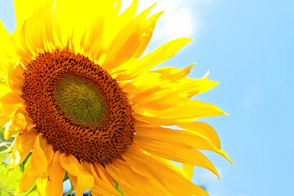 Krásná žlutá slunečnice — Stock fotografie