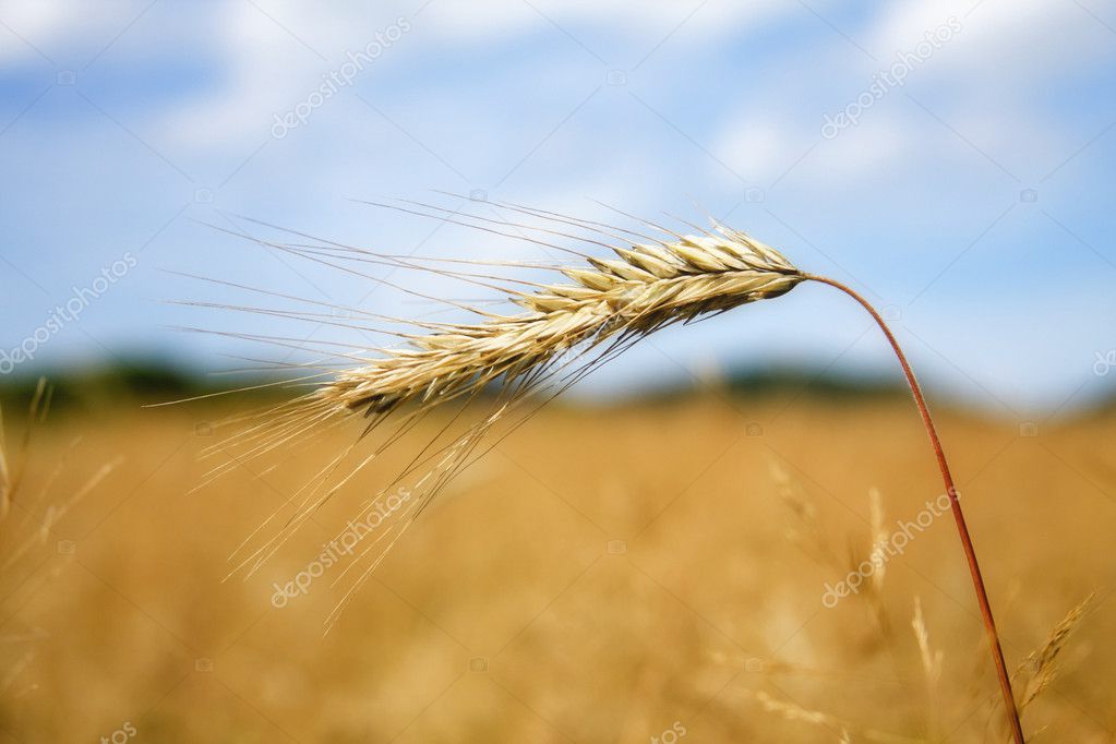Wheat before harvest — Stock Photo © WDGPhoto 3098188