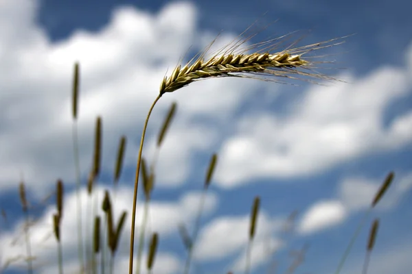 小麦在蓝蓝的天空上 — 图库照片