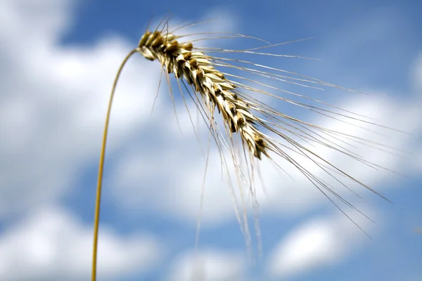 Ein Getreide — Stockfoto