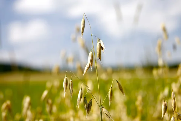 Goldener Weizen — Stockfoto