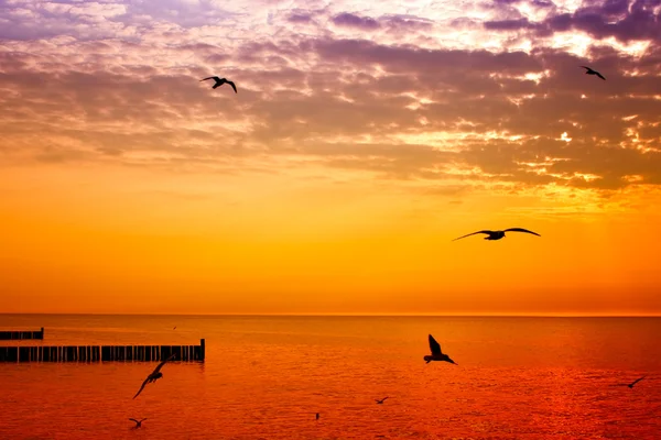 Golden sunset over sea — Stock Photo, Image