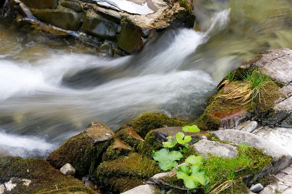 森林の美しい川 — ストック写真