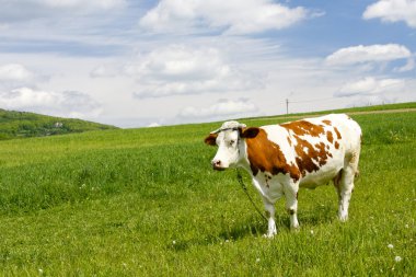 Cow in mountain clipart