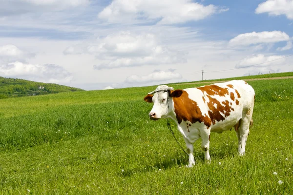 Vaca na montanha — Fotografia de Stock