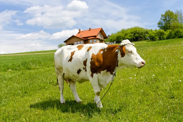 Корова на зеленому полі — стокове фото