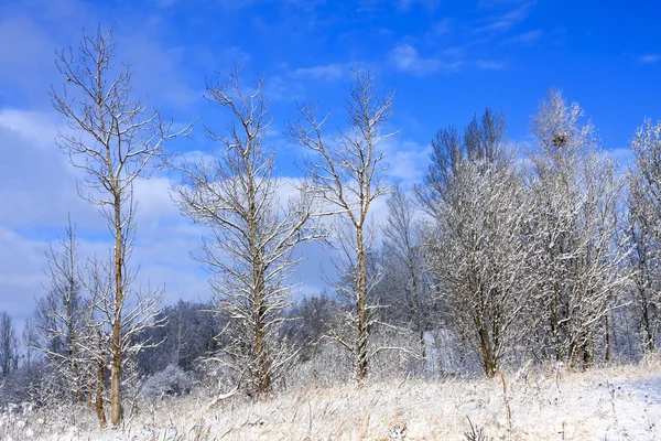 Заморожені дерева взимку — стокове фото