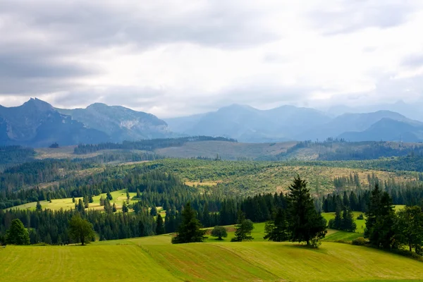 Campo di erba con Alti Tatra — Foto Stock